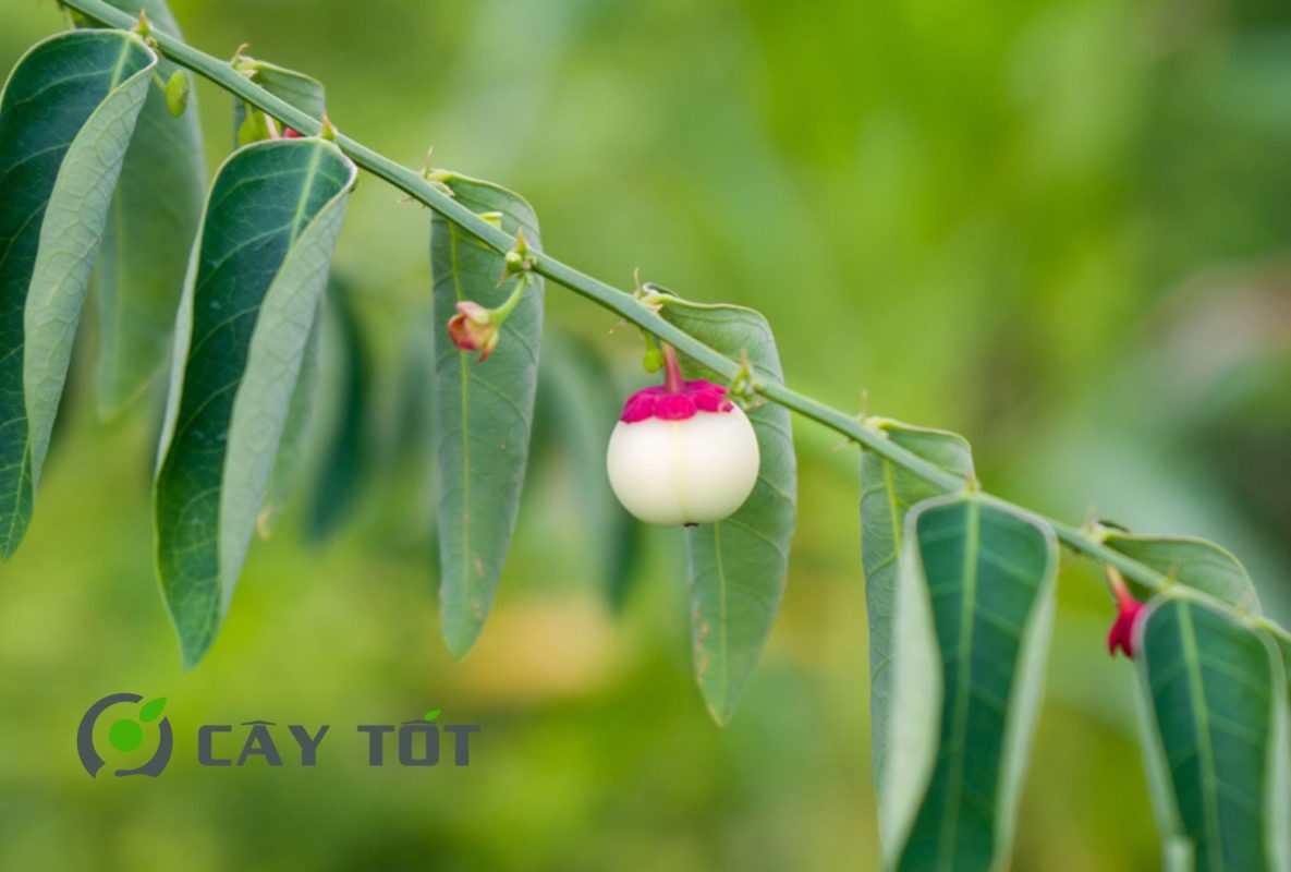 Hạt Giống Rau Bồ Ngót