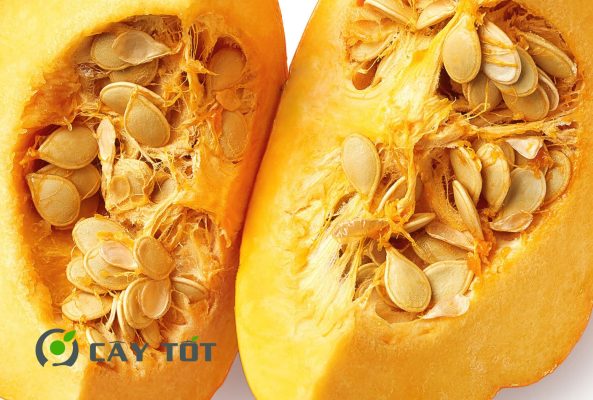 Hạt Giống Bí Rợ