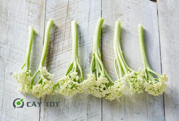 Hạt Giống Bông Cải Baby