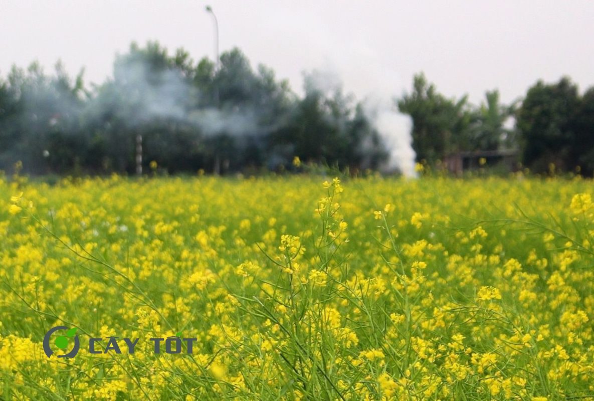 Hạt Giống Bông Cải Ngồng