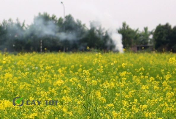 Hạt Giống Bông Cải Ngồng