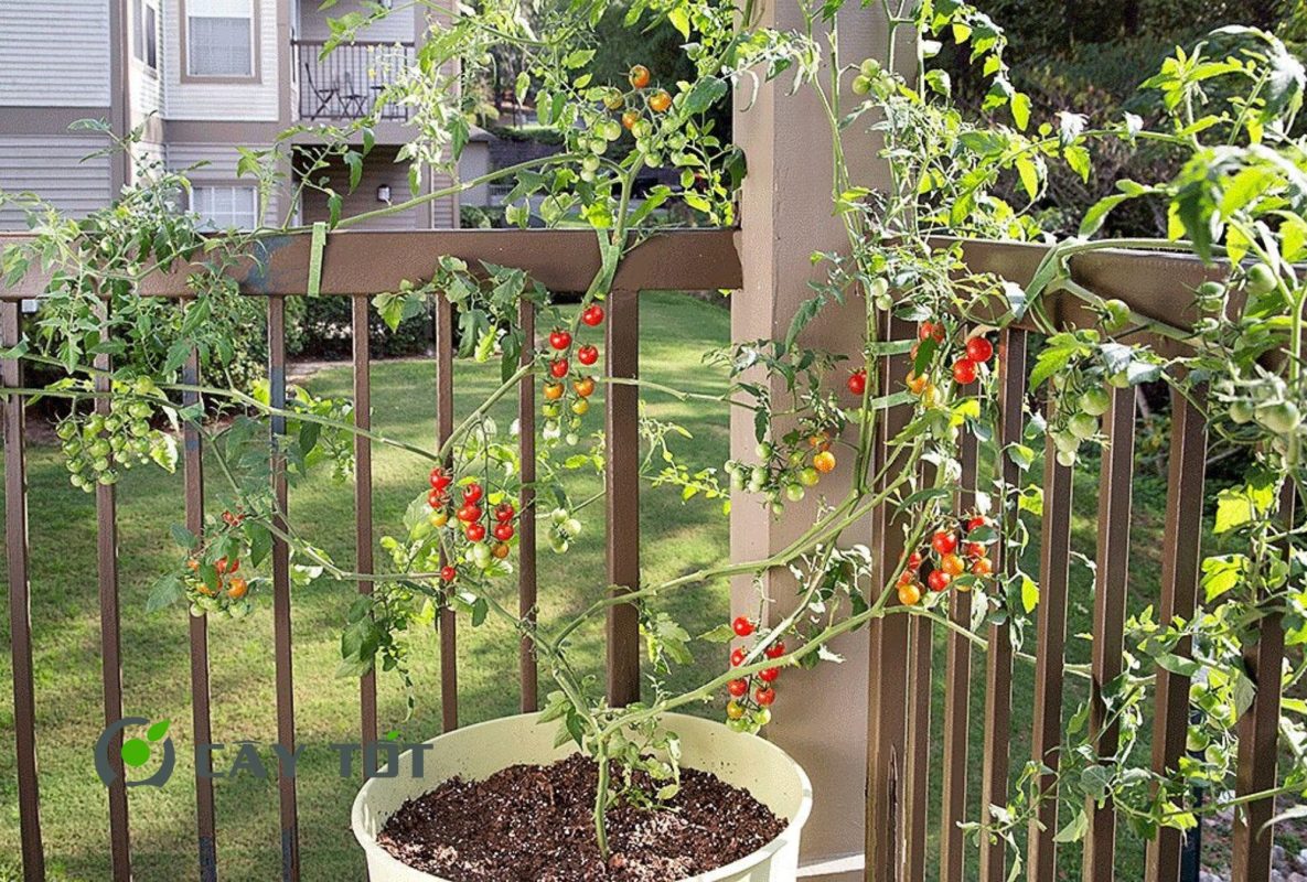 Hạt Giống Cà Chua Bi