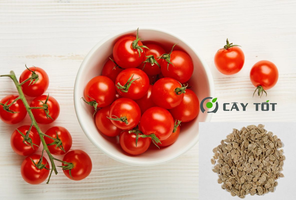Hạt Giống Cà Chua Cherry