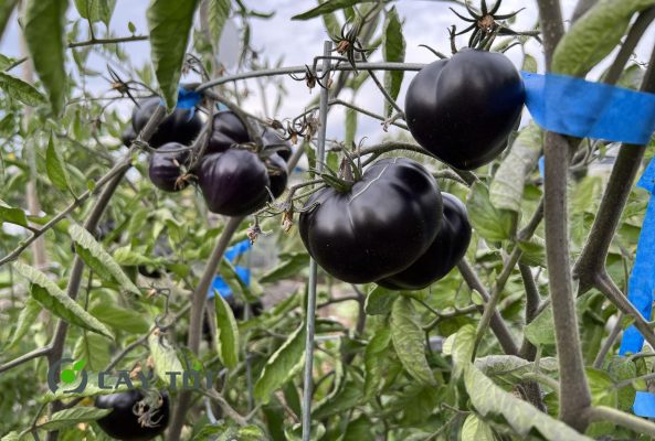 Hạt Giống Cà Chua Đen