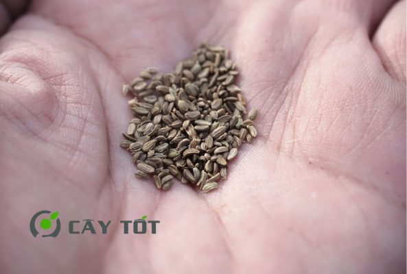 Hạt Giống Cà Rốt