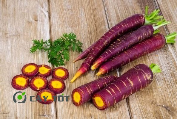 Hạt Giống Cà Rốt Tím