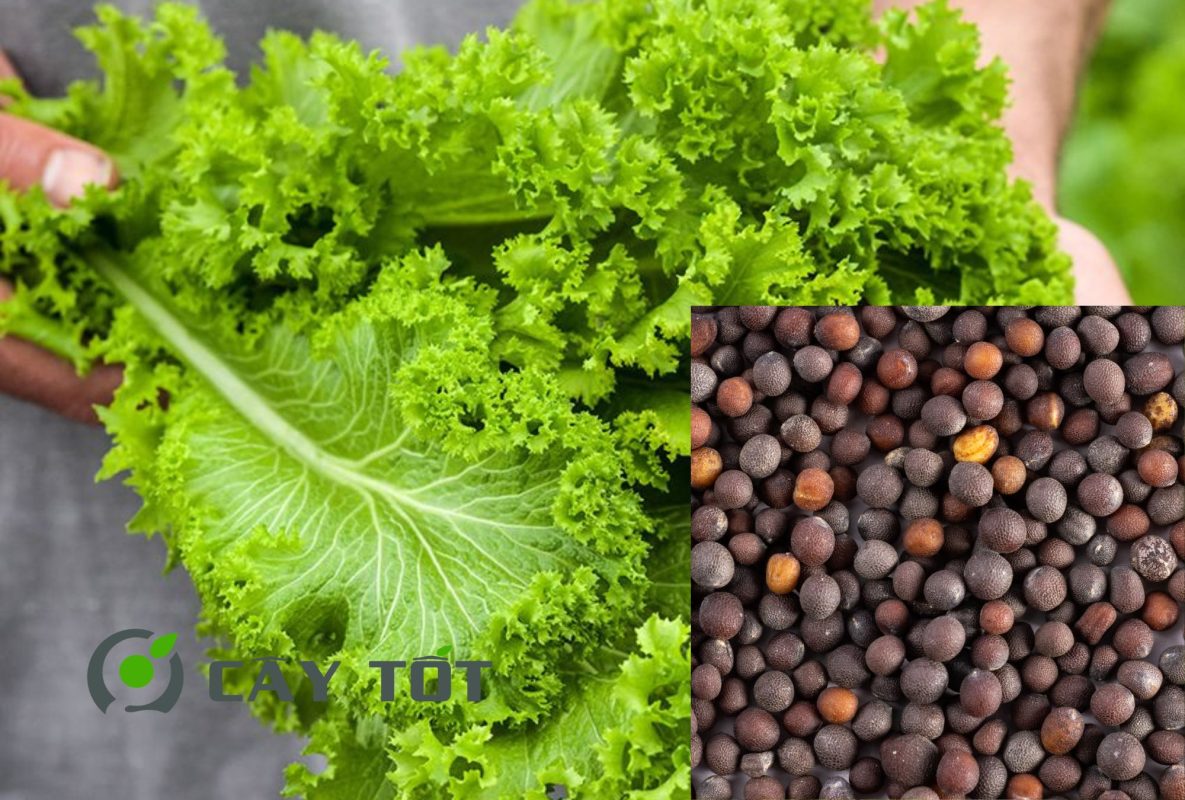 Hạt Giống Cải Bẹ Dún