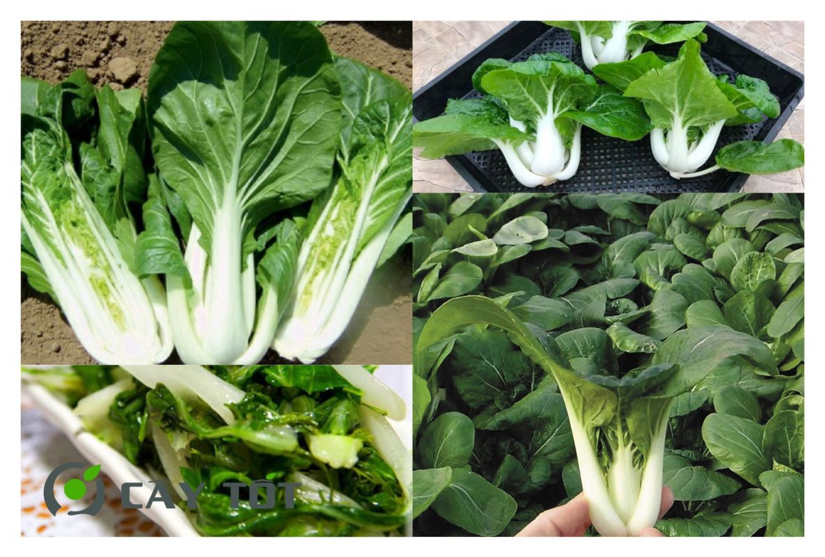 Hạt Giống Cải Bẹ Trắng