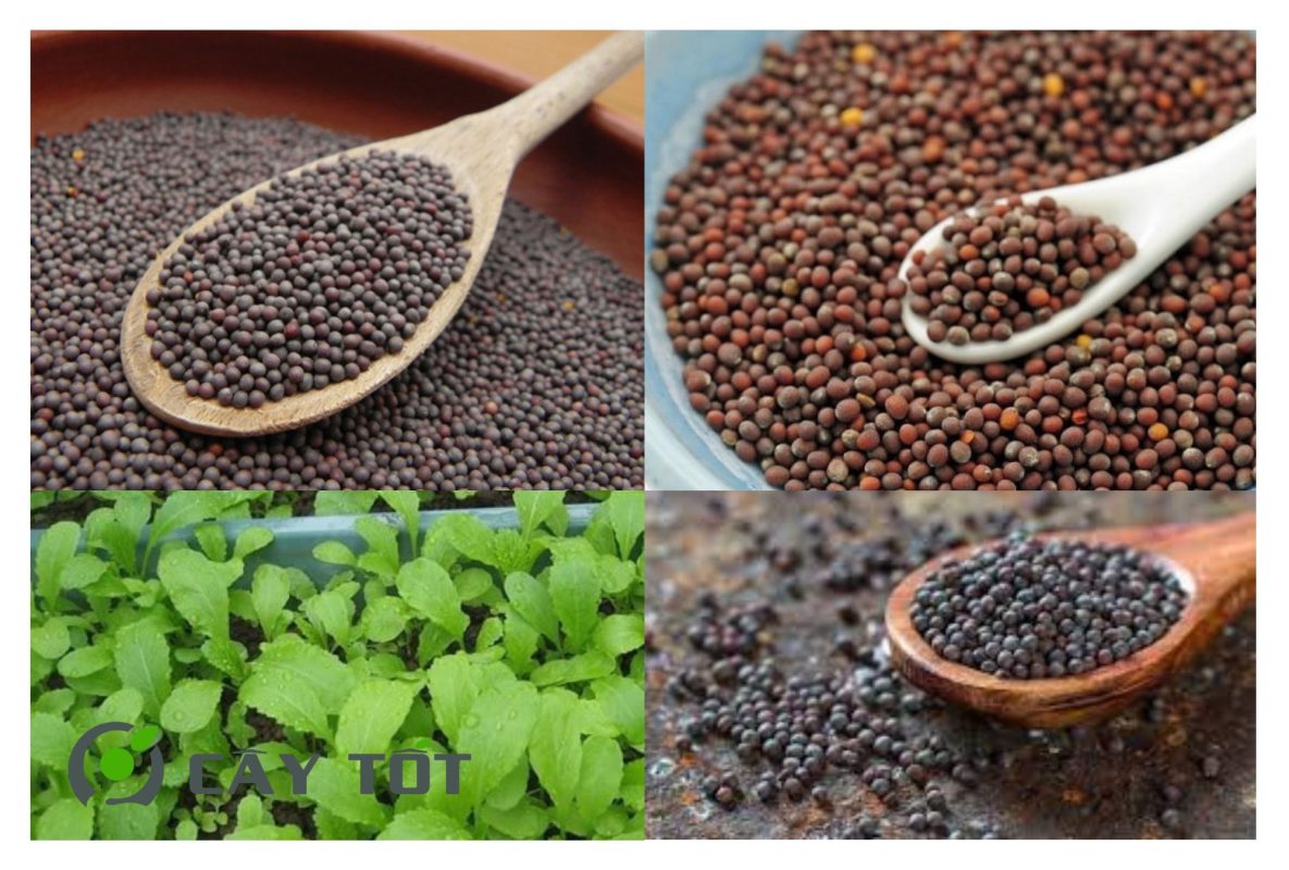 Hạt Giống Cải Bẹ Xanh