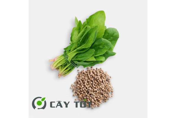 Hạt Giống Cải Bó Xôi