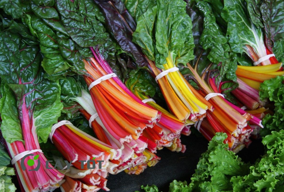 Hạt Giống Cải Cầu Vồng