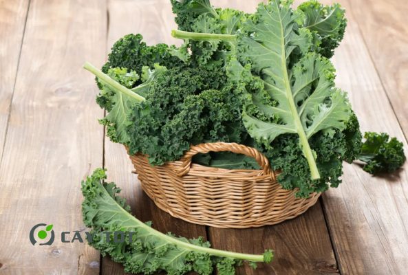 Hạt Giống Cải Xoăn Kale
