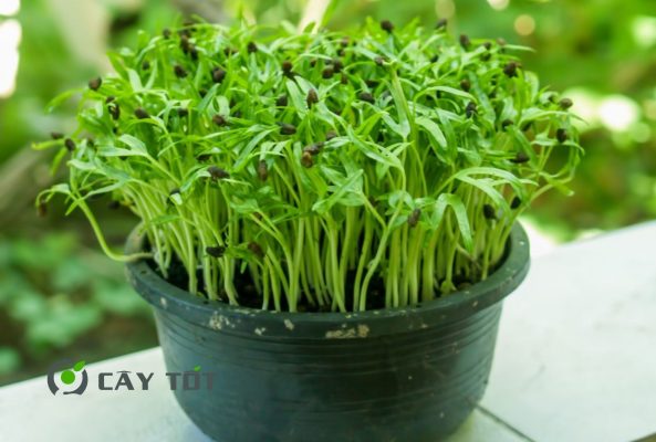 Hạt Giống Cải Mầm