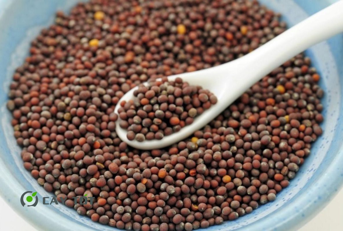 Hạt Giống Cải Mầm Xoăn