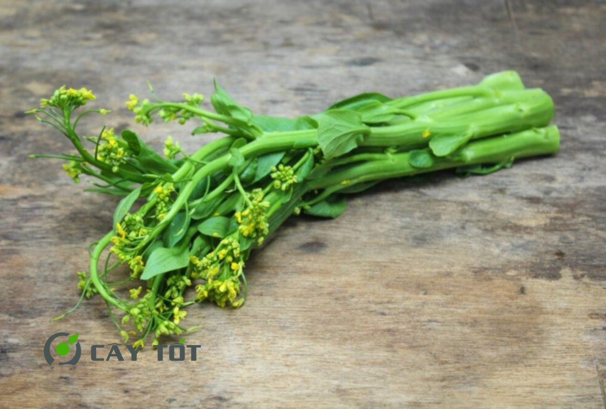 Hạt Giống Cải Ngồng