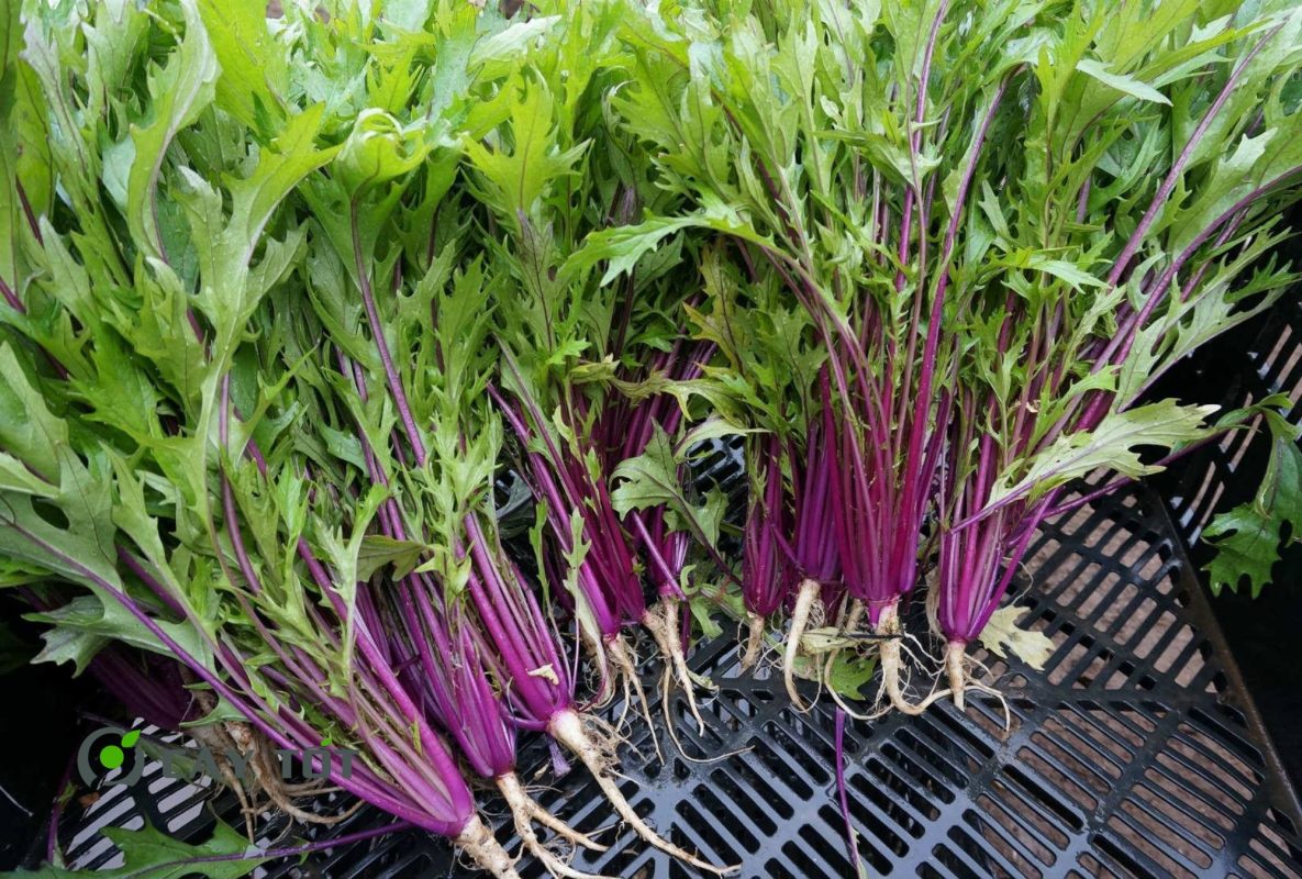 Hạt Giống Cải Ngọt Nhật