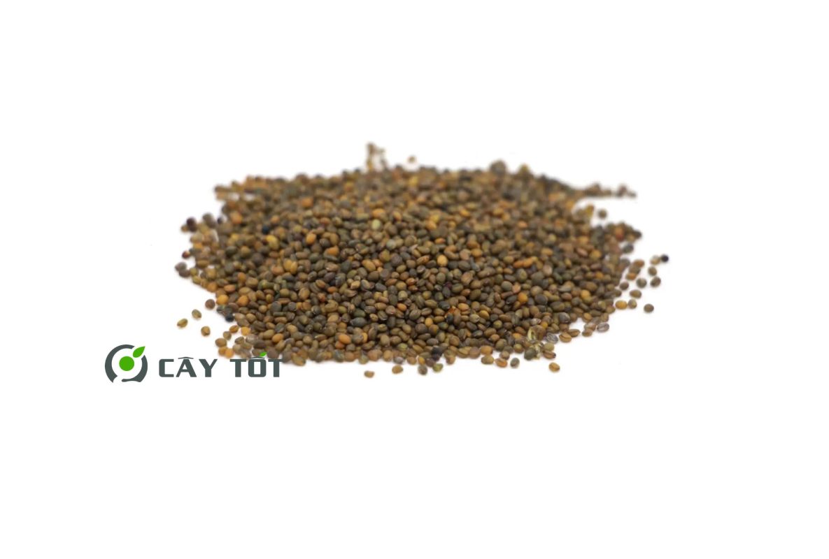 Hạt Giống Cải Rocket