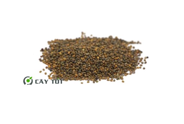 Hạt Giống Cải Rocket