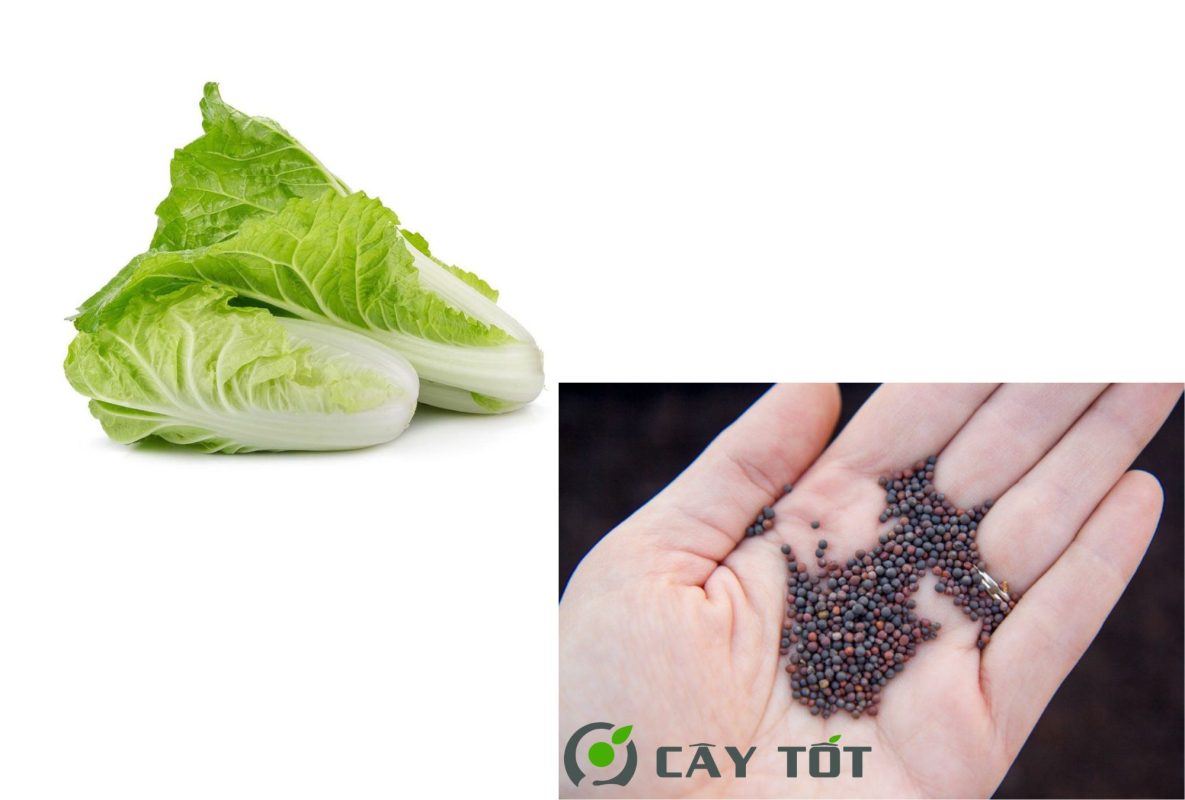Hạt Giống Cải Thảo