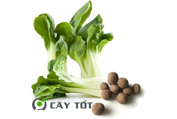 Hạt Giống Cải Thìa