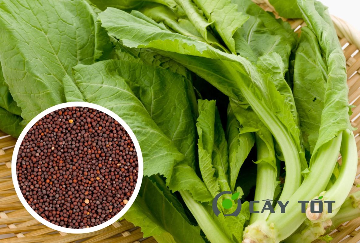 Hạt Giống Cải Xanh