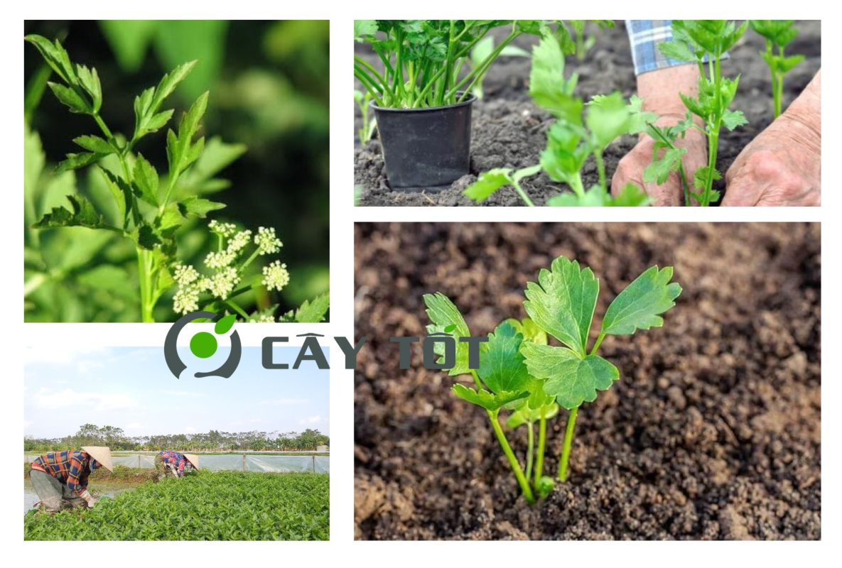 Hạt Giống Rau Cần Nước