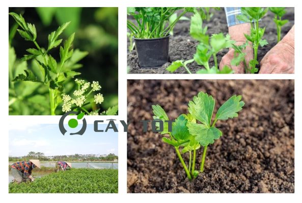 Hạt Giống Rau Cần Nước