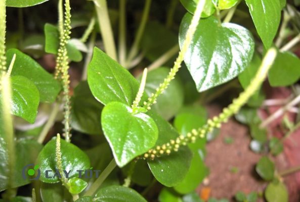 Hạt Giống Rau Càng Cua Đỏ