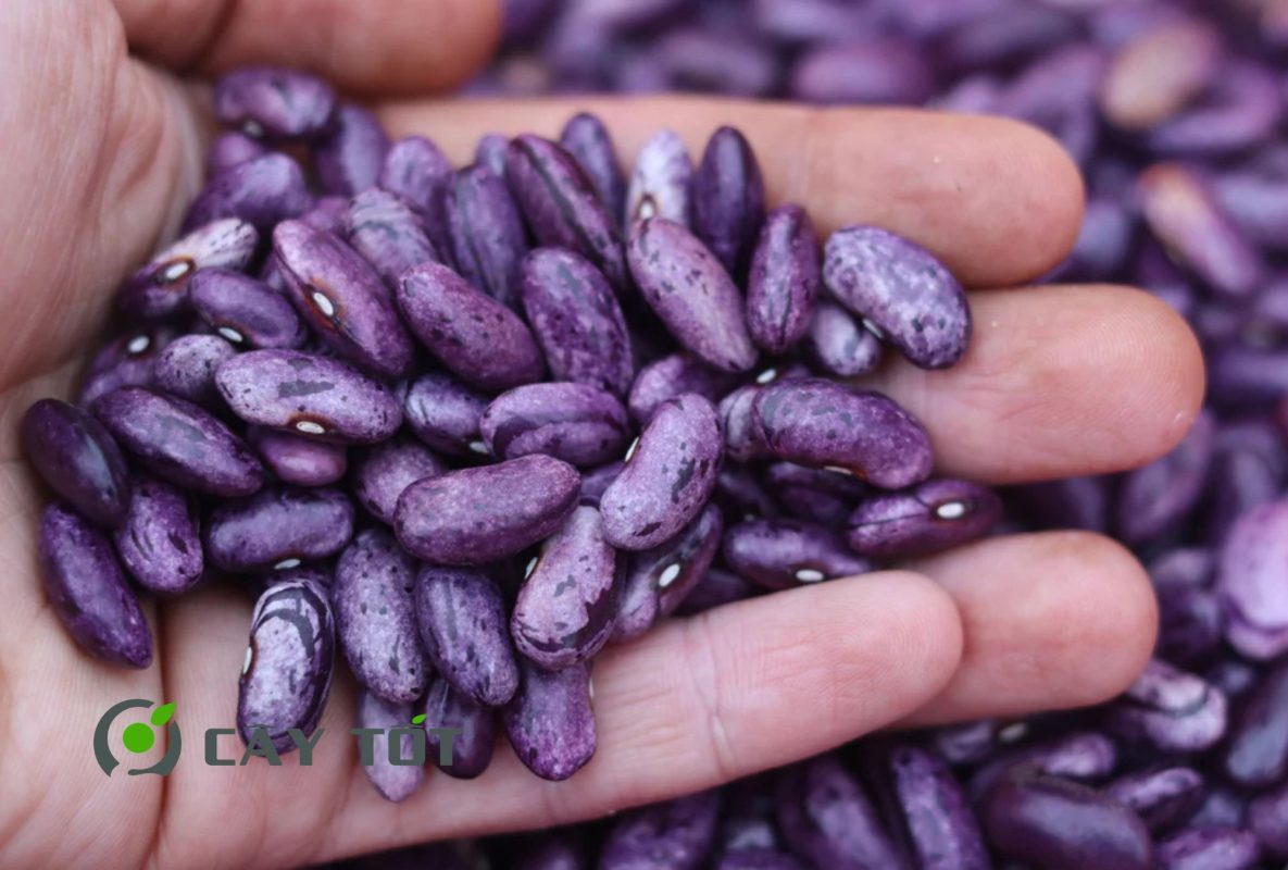 Hạt Giống Đậu Cove Tím
