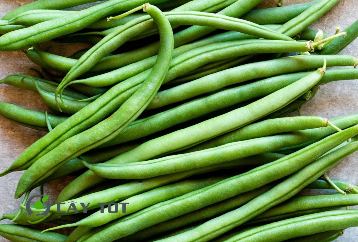 Hạt Giống Đậu Cove Xanh