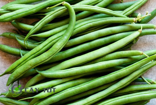 Hạt Giống Đậu Cove Xanh