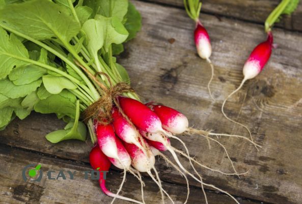Hạt Giống Củ Cải Đỏ