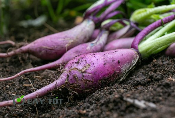 Hạt Giống Củ Cải Tím