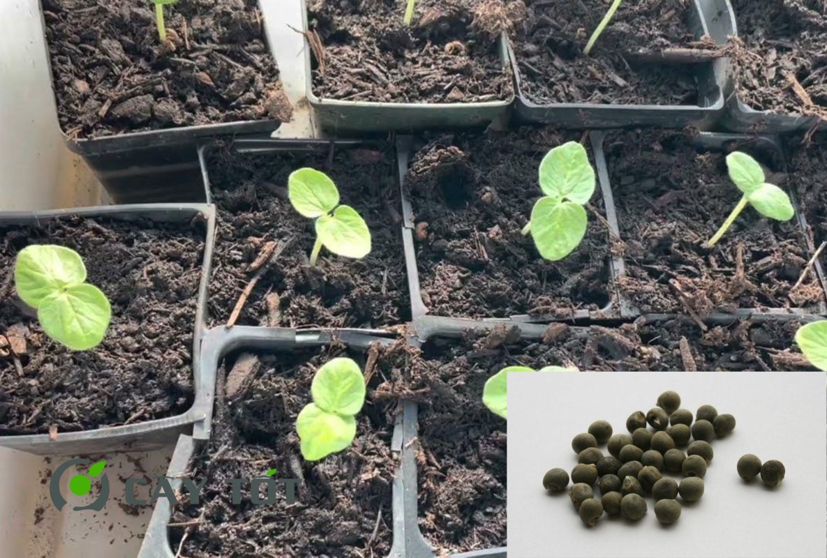 Hạt Giống Đậu Bắp