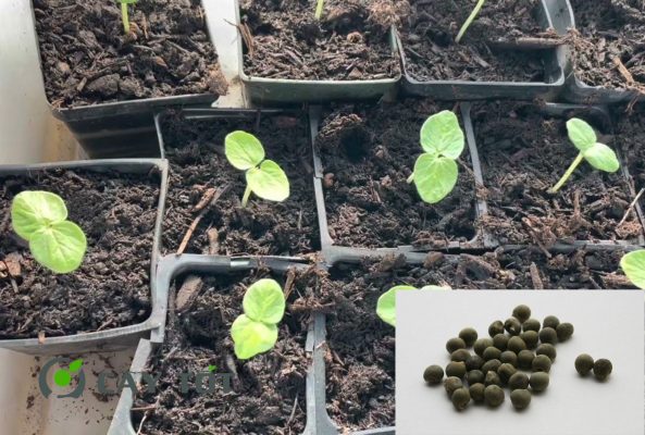 Hạt Giống Đậu Bắp