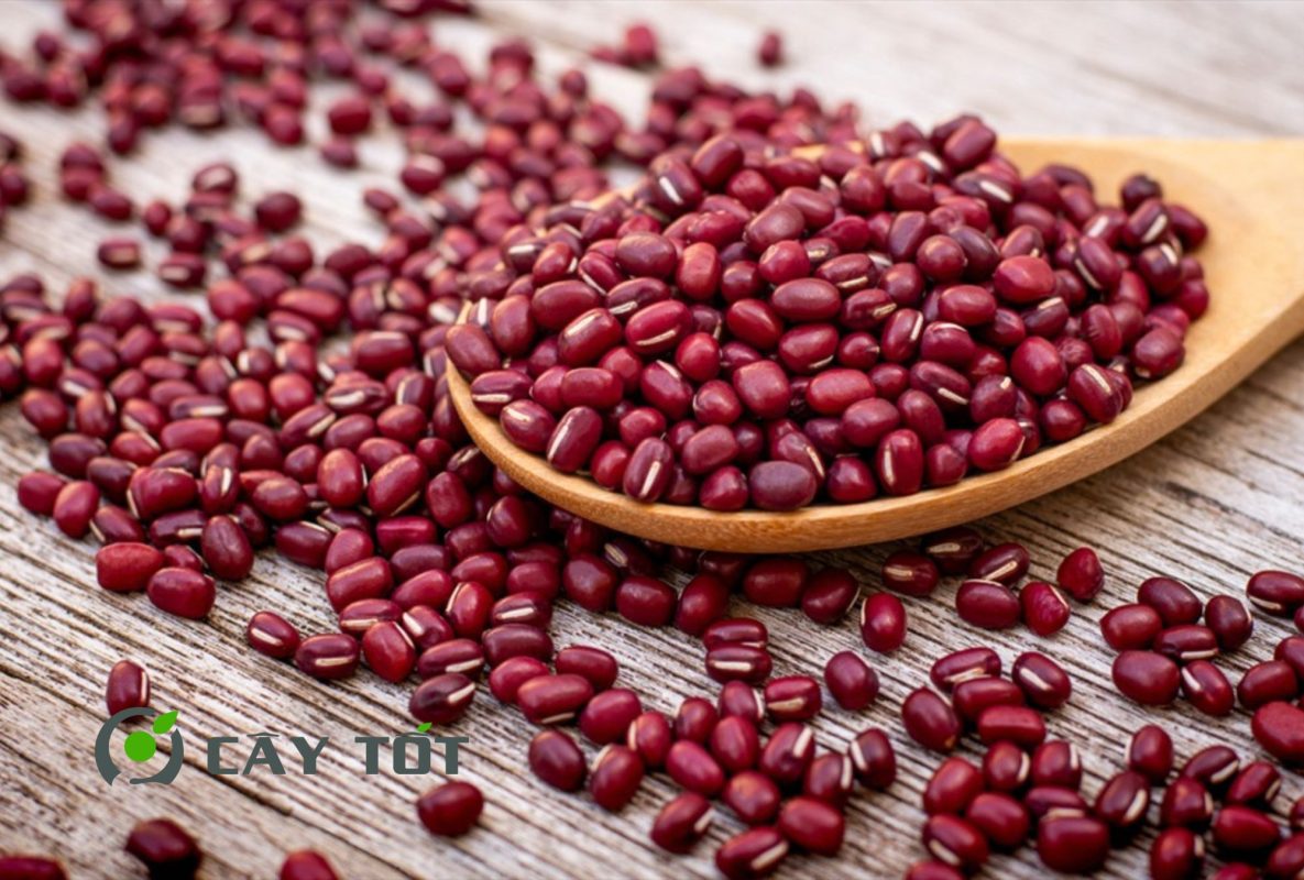Hạt Giống Đậu Đỏ