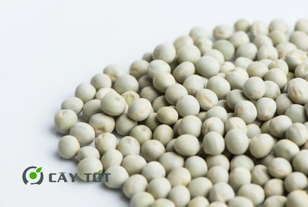 Hạt Giống Đậu Hà Lan Leo