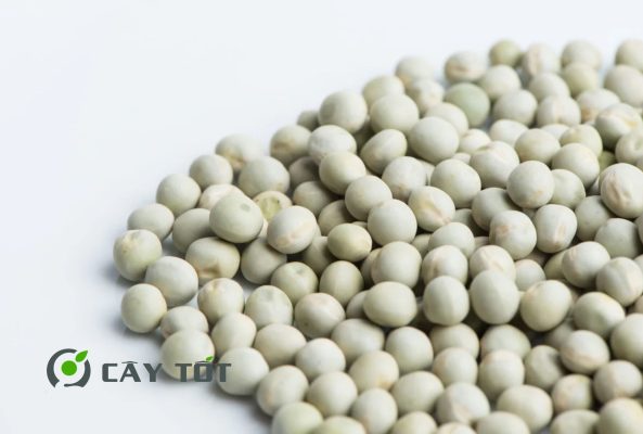 Hạt Giống Đậu Hà Lan Leo