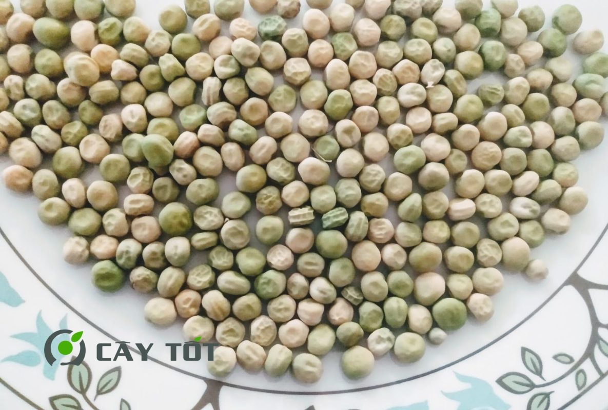 Hạt Giống Đậu Hà Lan Lùn