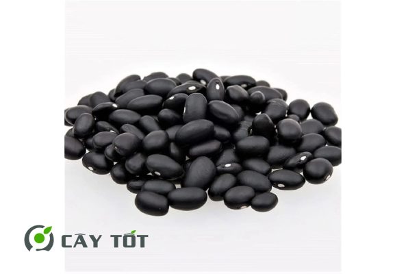 Hạt Giống Đậu Que