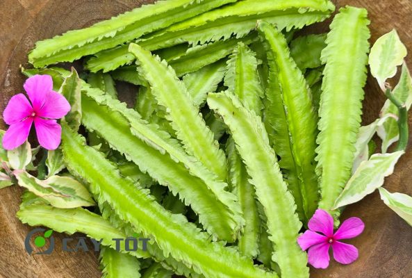 Hạt Giống Đậu Rồng