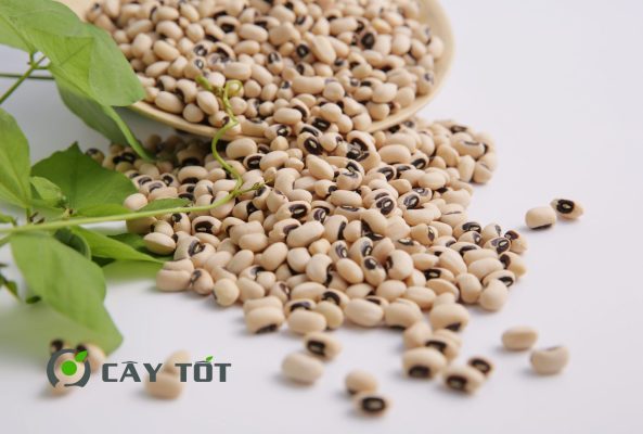 Hạt Giống Đậu Trắng