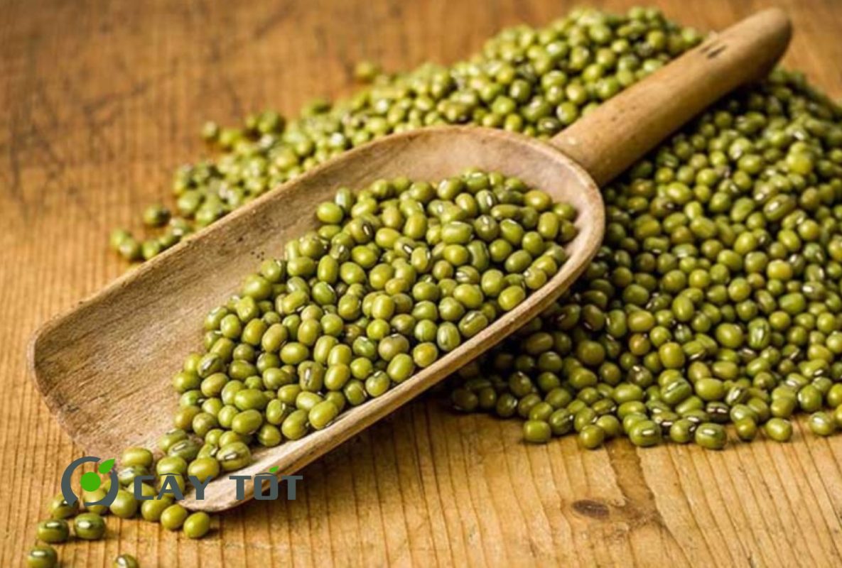 Hạt Giống Đậu Xanh