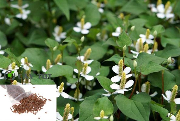 Hạt Giống Diếp Cá