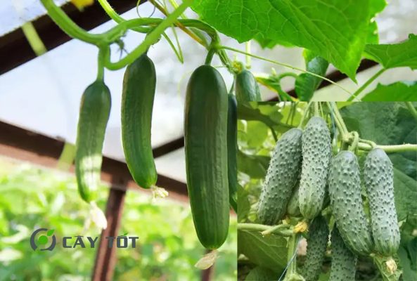 Hạt Giống Dưa Leo Thân Gai