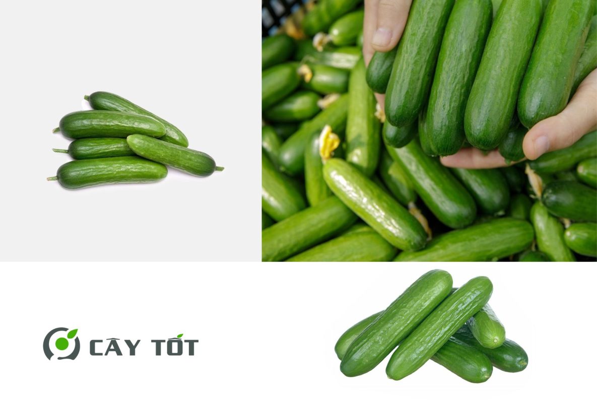 Hạt Giống Dưa Leo Baby