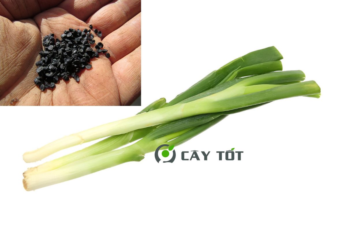 Hạt Giống Hành Baro