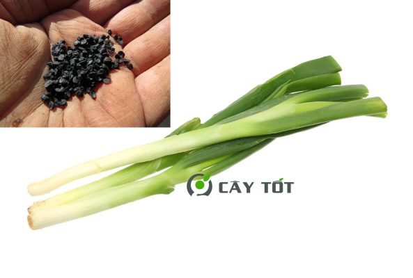Hạt Giống Hành Baro