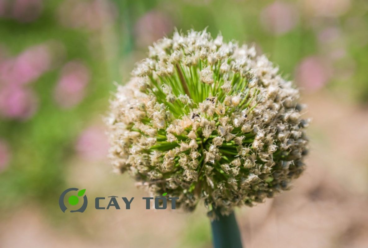 Hạt Giống Hành Lá