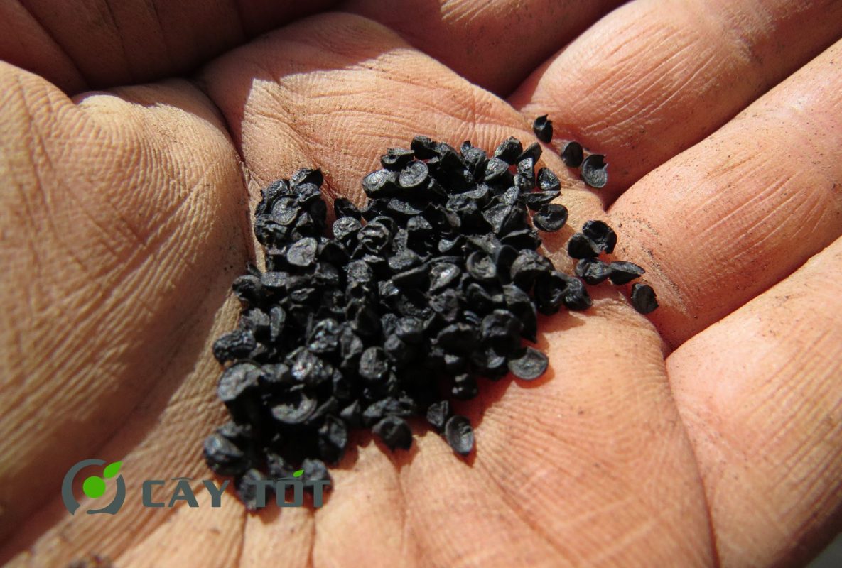 Hạt Giống Hành Tây